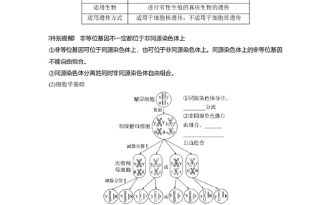 第5单元　第4课时　自由组合定律的发现及应用_2024年新高考资料_1.2024一轮复习_2024年高考生物一轮复习讲义（新人教版）_学生版在此文件夹_大一轮复习讲义_第五单元　基因的传递规律