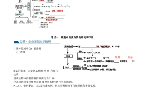 第4讲细胞中的蛋白质和核酸（讲义）（学生版）_2024年新高考资料_1.2024一轮复习_2024年高考生物一轮复习讲练测（新教材新高考）