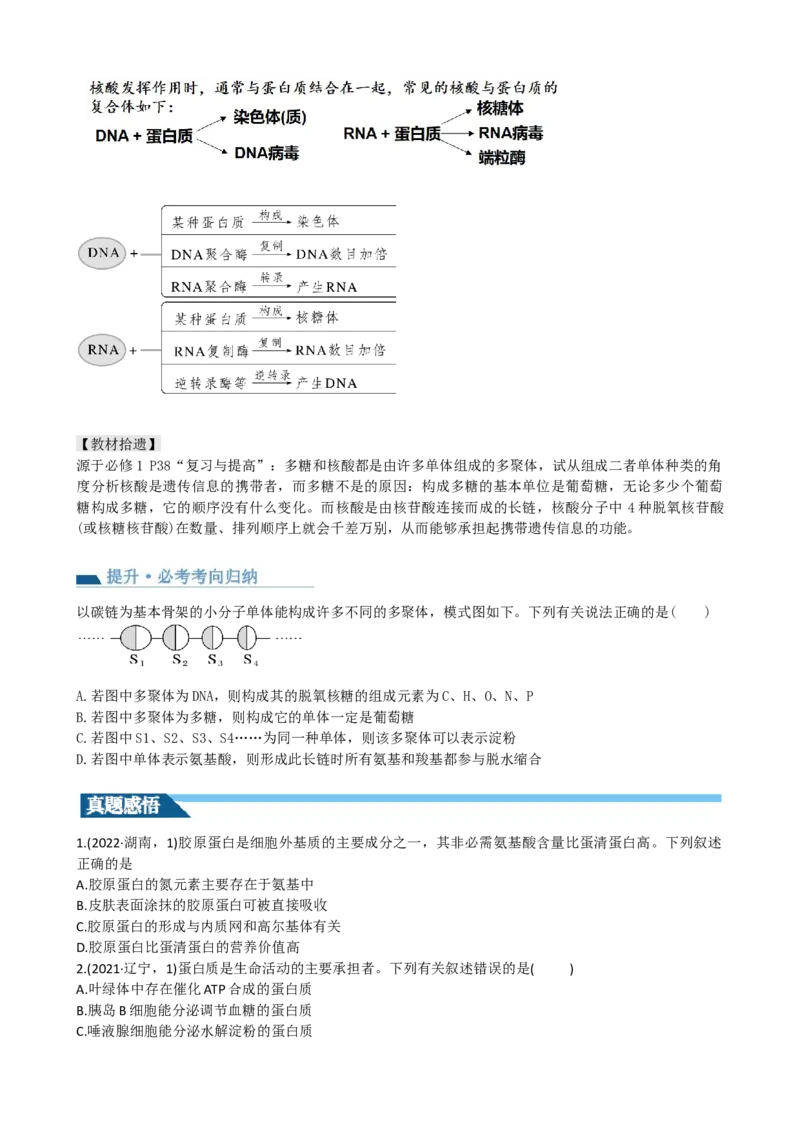第4讲细胞中的蛋白质和核酸（讲义）（学生版）_2024年新高考资料_1.2024一轮复习_2024年高考生物一轮复习讲练测（新教材新高考）