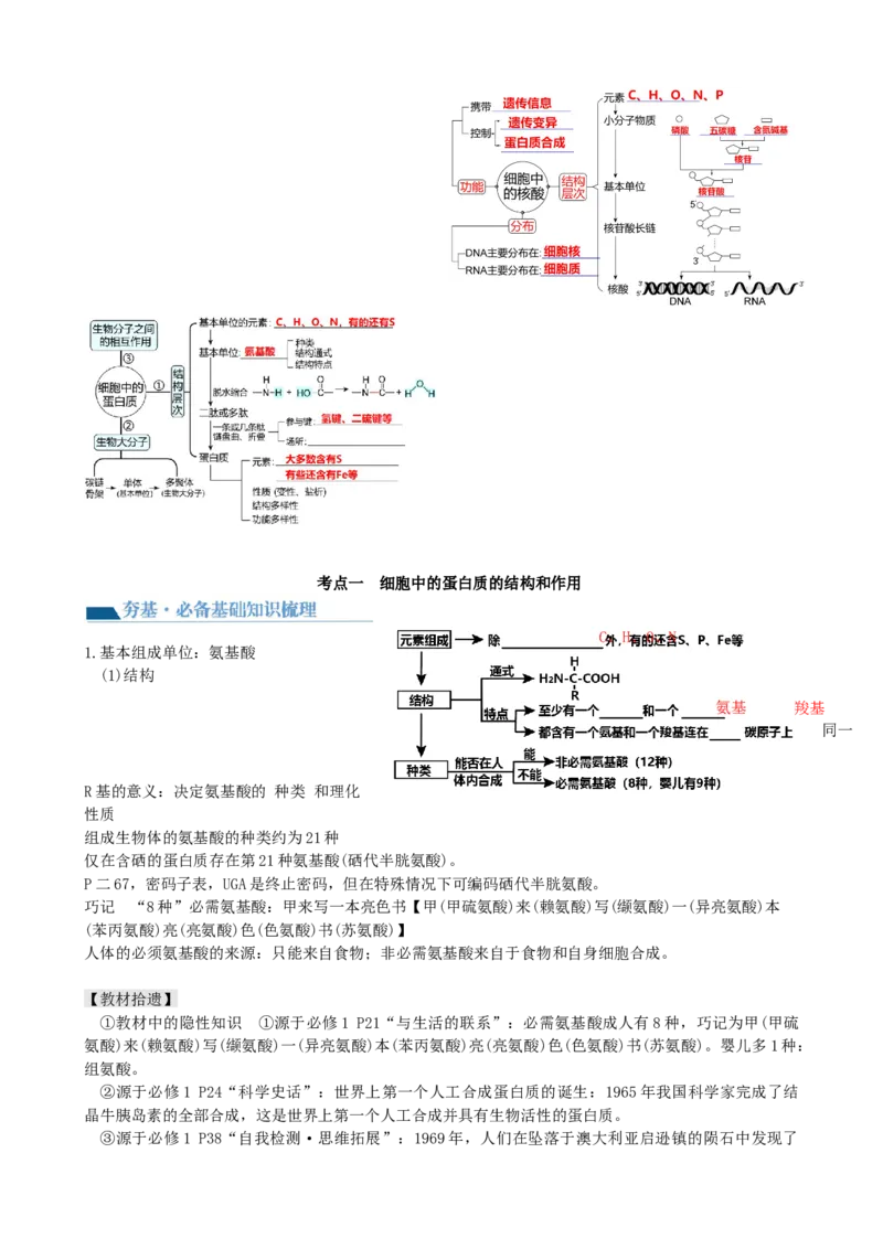 第4讲细胞中的蛋白质和核酸（讲义）（学生版）_2024年新高考资料_1.2024一轮复习_2024年高考生物一轮复习讲练测（新教材新高考）