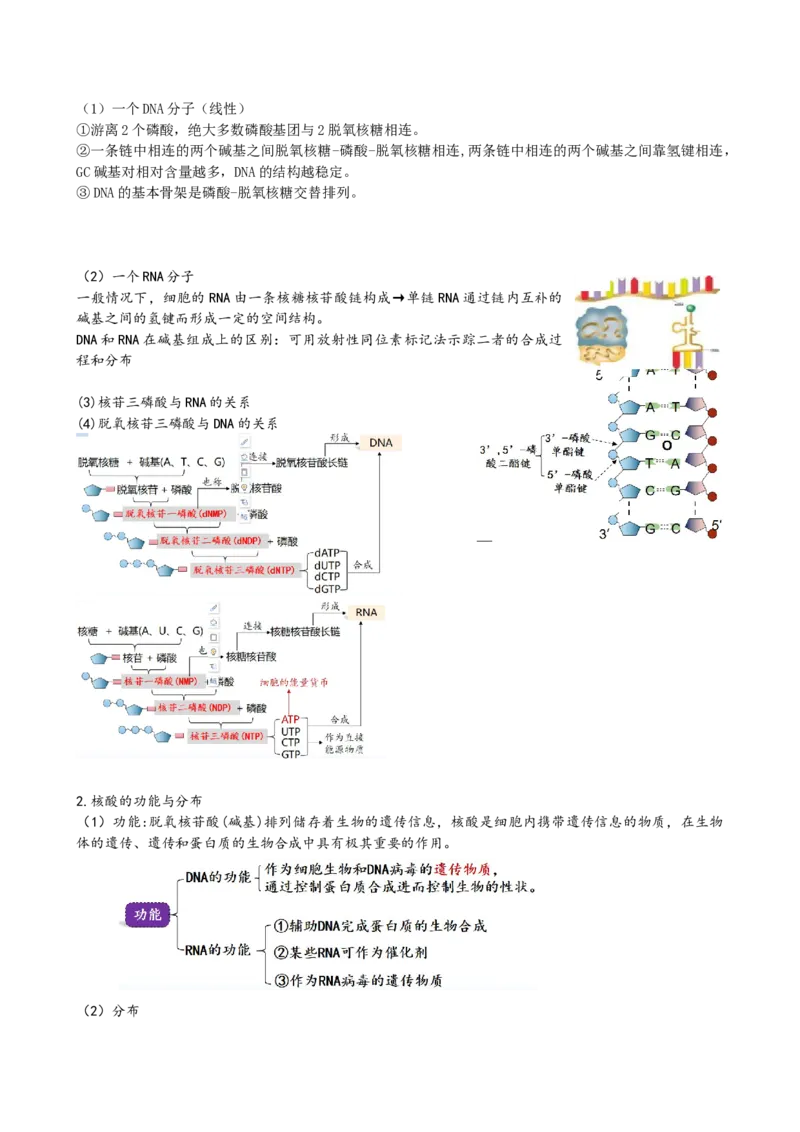 第4讲细胞中的蛋白质和核酸（讲义）（学生版）_2024年新高考资料_1.2024一轮复习_2024年高考生物一轮复习讲练测（新教材新高考）