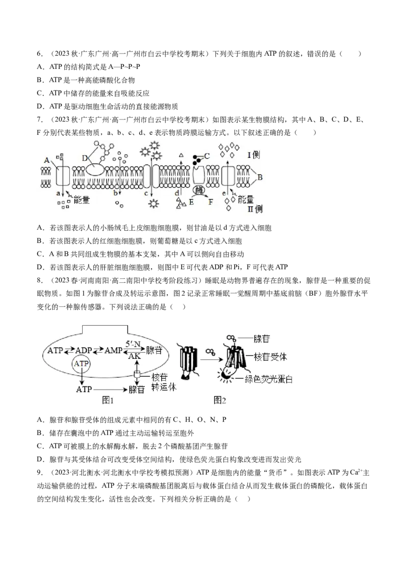 第8.2讲ATP（练习）（原卷版）_2024年新高考资料_1.2024一轮复习_2024年高考生物一轮复习讲练测（新教材新高考）_第8.2讲+ATP（练习）-2024年高考生物一轮复习讲练测（新教材新高考）