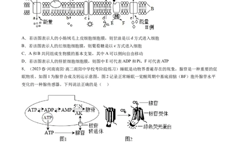 第8.2讲ATP（练习）（原卷版）_2024年新高考资料_1.2024一轮复习_2024年高考生物一轮复习讲练测（新教材新高考）_第8.2讲+ATP（练习）-2024年高考生物一轮复习讲练测（新教材新高考）