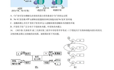 第8.2讲ATP（练习）（原卷版）_2024年新高考资料_1.2024一轮复习_2024年高考生物一轮复习讲练测（新教材新高考）_第8.2讲+ATP（练习）-2024年高考生物一轮复习讲练测（新教材新高考）