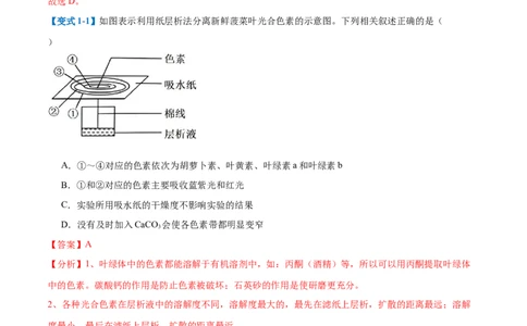 专题05光合作用（9大题型）（解析版）_2025年新高考资料_一轮复习_备战2025年高考生物一轮复习题型全覆盖（新高考通用）