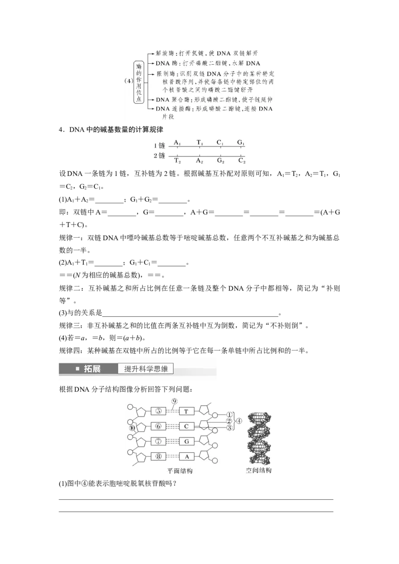 第6单元　第2课时　DNA的结构与复制_2024年新高考资料_1.2024一轮复习_2024年高考生物一轮复习讲义（新人教版）_学生版在此文件夹_大一轮复习讲义_第六单元　遗传的物质基础