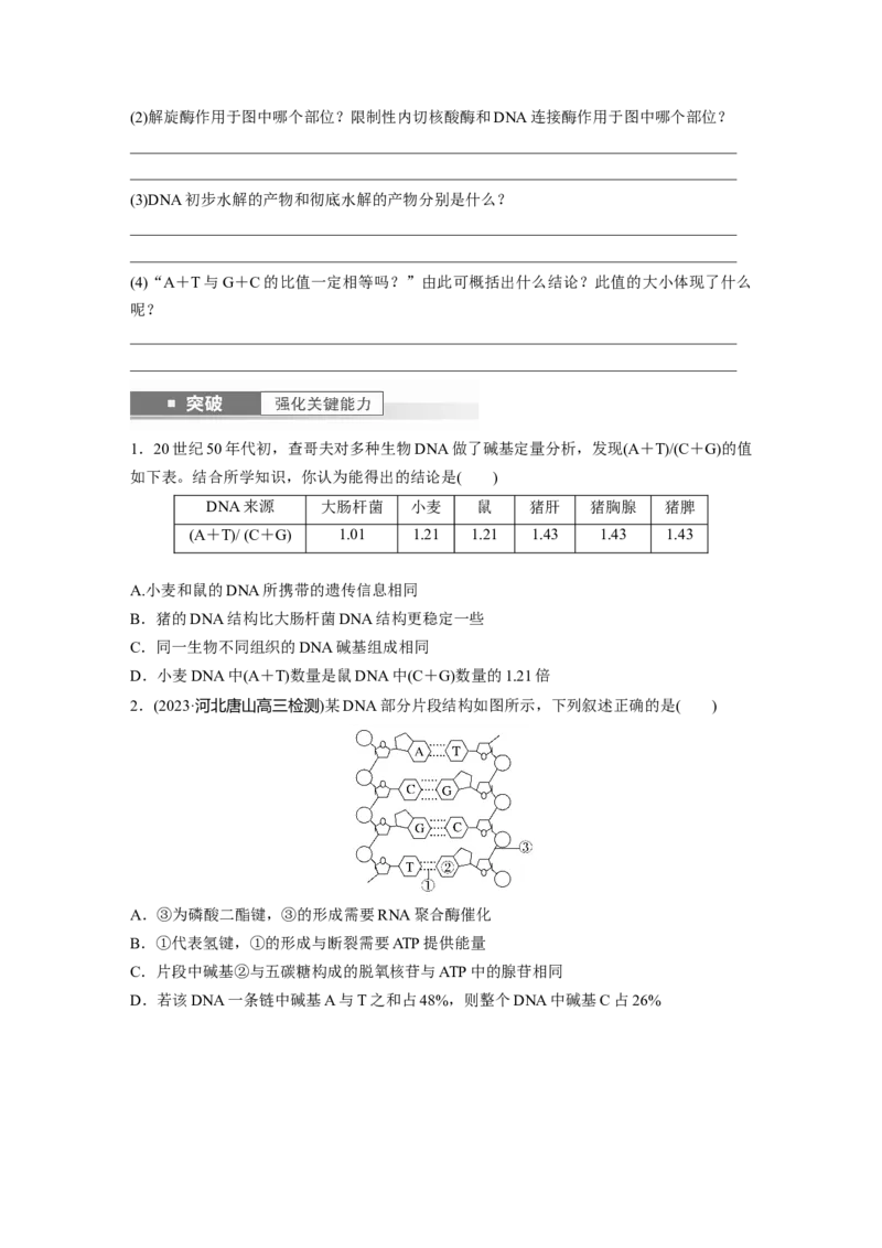 第6单元　第2课时　DNA的结构与复制_2024年新高考资料_1.2024一轮复习_2024年高考生物一轮复习讲义（新人教版）_学生版在此文件夹_大一轮复习讲义_第六单元　遗传的物质基础