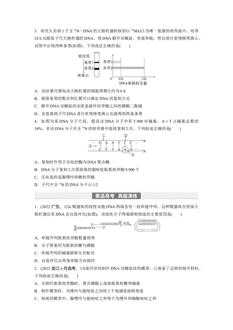 第6单元　第2课时　DNA的结构与复制_2024年新高考资料_1.2024一轮复习_2024年高考生物一轮复习讲义（新人教版）_学生版在此文件夹_大一轮复习讲义_第六单元　遗传的物质基础