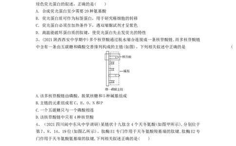 专题03蛋白质和核酸（精练）（原卷版）_新高考复习资料_2024年新高考复习资料_一轮复习资料_完备战2024年高考生物一轮复习串讲精练（新高考专用）_精练