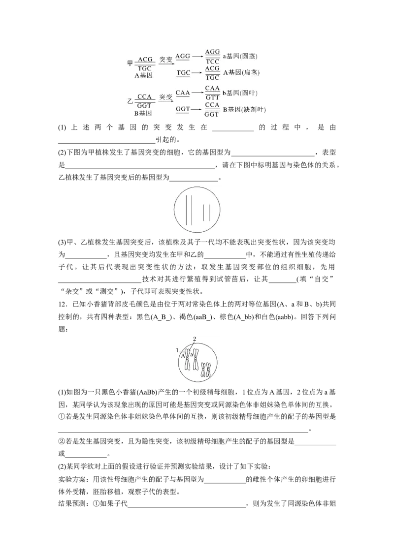 第7单元　课时练1　基因突变与基因重组_2024年新高考资料_1.2024一轮复习_2024年高考生物一轮复习讲义（新人教版）_学生版在此文件夹_一轮复习69练_第七单元　生物的变异和进化