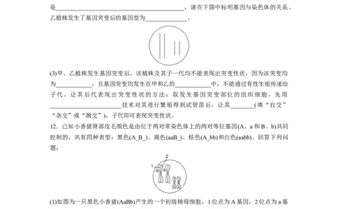 第7单元　课时练1　基因突变与基因重组_2024年新高考资料_1.2024一轮复习_2024年高考生物一轮复习讲义（新人教版）_学生版在此文件夹_一轮复习69练_第七单元　生物的变异和进化