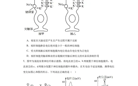 第八单元生命活动的调节（测试卷）（原卷版)_2024年新高考资料_3.2024专项复习_备战2024年高考生物一轮复习重难点专项突破