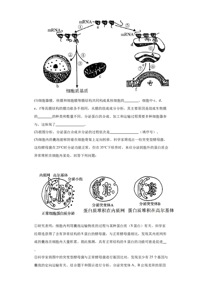 第二单元细胞的基本结构（测试卷）（解析版)_2024年新高考资料_3.2024专项复习_备战2024年高考生物一轮复习重难点专项突破