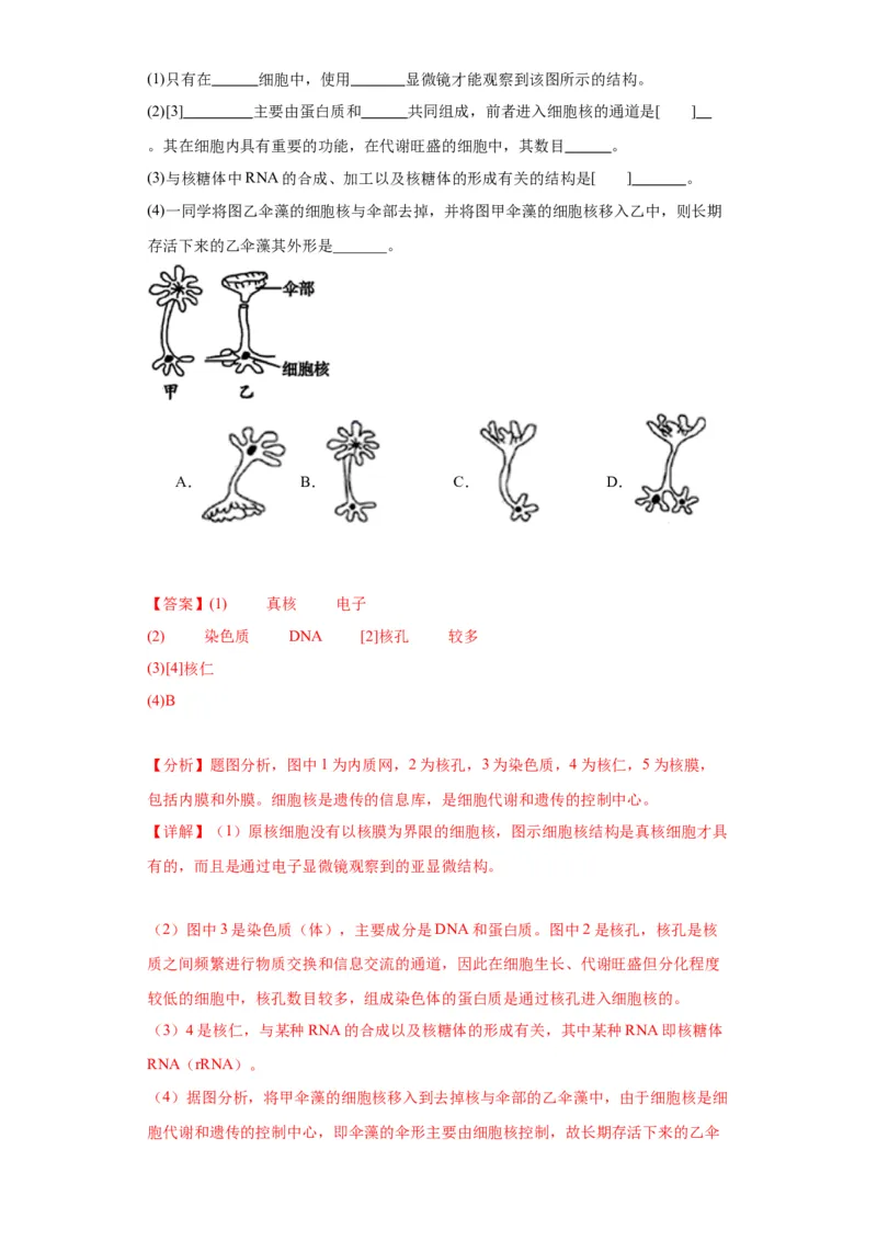 第二单元细胞的基本结构（测试卷）（解析版)_2024年新高考资料_3.2024专项复习_备战2024年高考生物一轮复习重难点专项突破