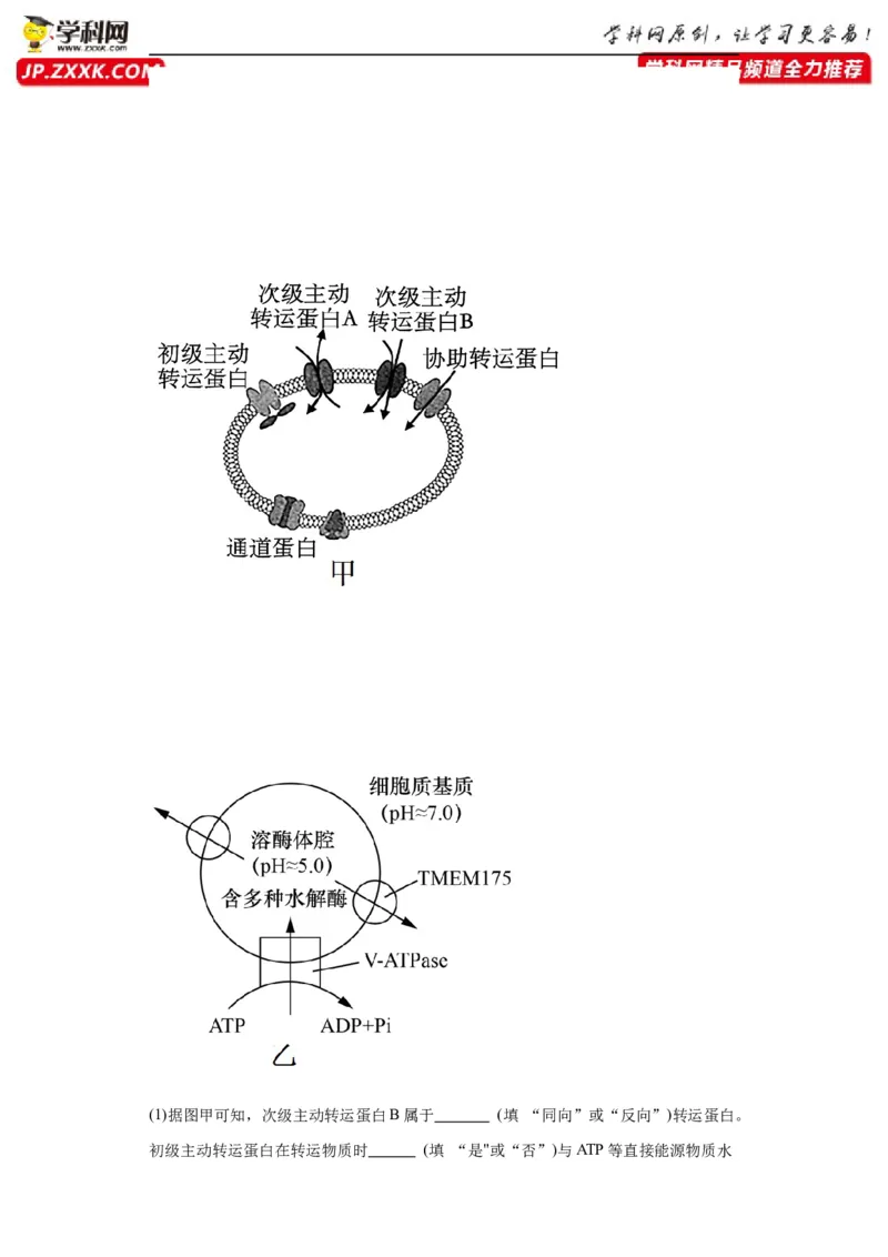 第二单元细胞的基本结构（测试卷）（解析版)_2024年新高考资料_3.2024专项复习_备战2024年高考生物一轮复习重难点专项突破