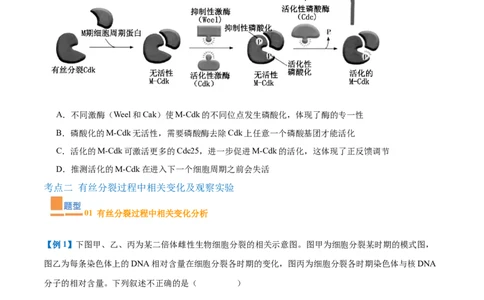 专题07细胞生命历程（7大题型）（原卷版）_2025年新高考资料_一轮复习_备战2025年高考生物一轮复习题型全覆盖（新高考通用）