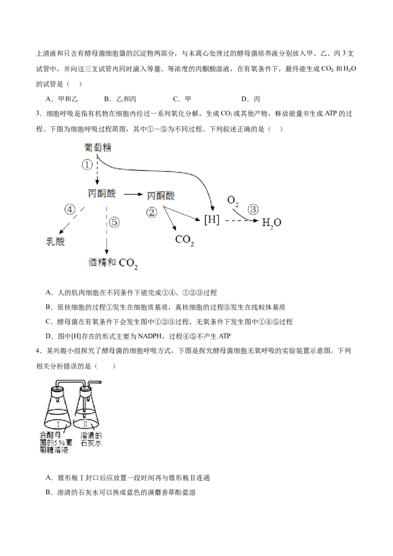 考点通关卷09细胞呼吸（原卷版）_2024年新高考资料_1.2024一轮复习_2024年高考生物一轮复习考点通关卷（新高考通用）_考点通关卷09+细胞呼吸-2024年高考生物一轮复习考点通关卷