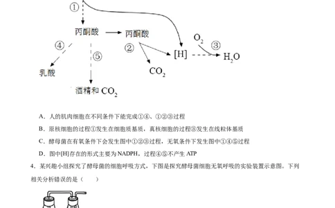 考点通关卷09细胞呼吸（原卷版）_2024年新高考资料_1.2024一轮复习_2024年高考生物一轮复习考点通关卷（新高考通用）_考点通关卷09+细胞呼吸-2024年高考生物一轮复习考点通关卷