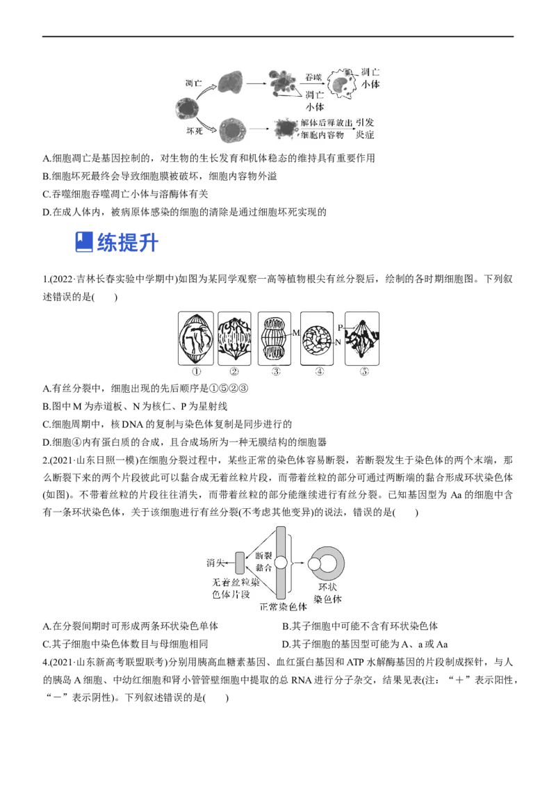 专题05细胞的生命历程（练）-2023年高考生物二轮复习讲练测（全国通用）（原卷版）_通用版（老高考）复习资料_2023年复习资料_二轮复习_2023年高考生物二轮复习讲练测（全国通用）
