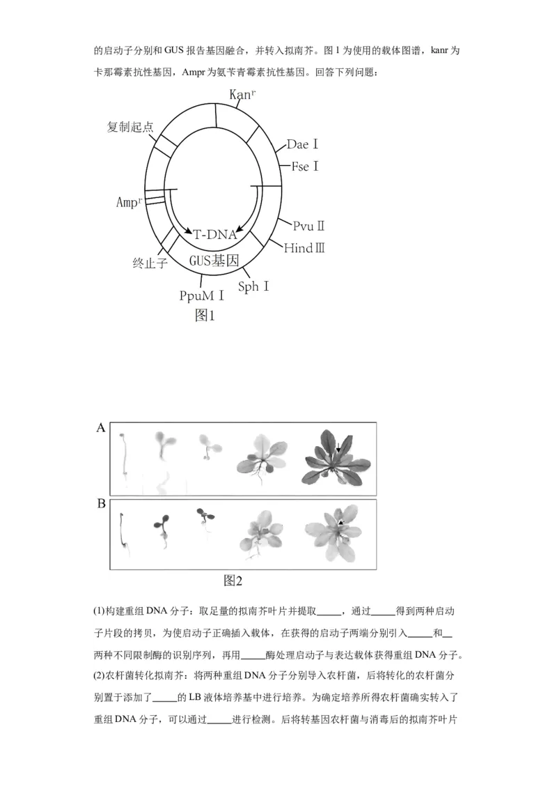 第十单元生物技术与工程（测试卷）（解析版）_2024年新高考资料_3.2024专项复习_备战2024年高考生物一轮复习重难点专项突破