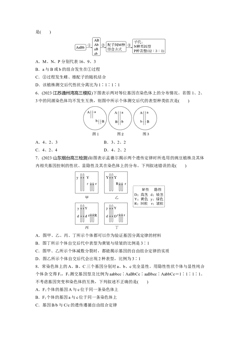 第5单元　课时练4　自由组合定律的发现及应用_2024年新高考资料_1.2024一轮复习_2024年高考生物一轮复习讲义（新人教版）_学生版在此文件夹_一轮复习69练_第五单元　基因的传递规律