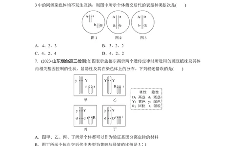 第5单元　课时练4　自由组合定律的发现及应用_2024年新高考资料_1.2024一轮复习_2024年高考生物一轮复习讲义（新人教版）_学生版在此文件夹_一轮复习69练_第五单元　基因的传递规律