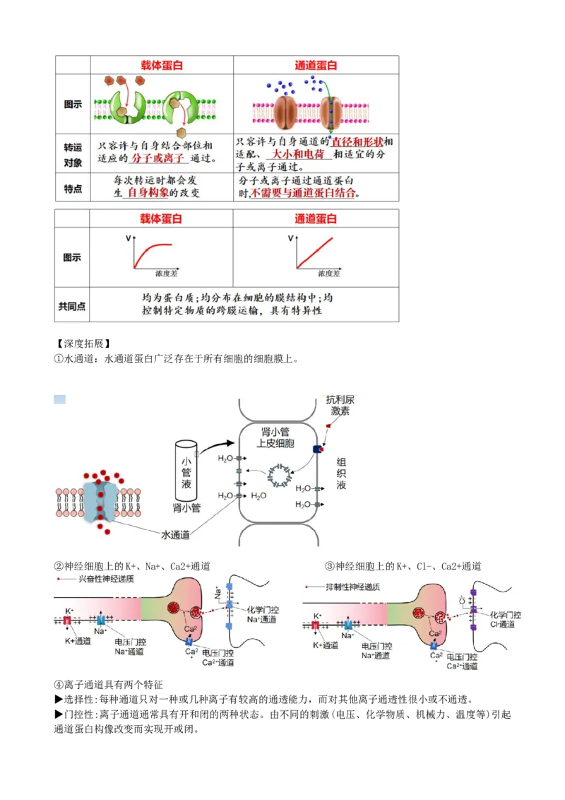 第7讲物质运输（讲义）（教师版）_2024年新高考资料_1.2024一轮复习_2024年高考生物一轮复习讲练测（新教材新高考）