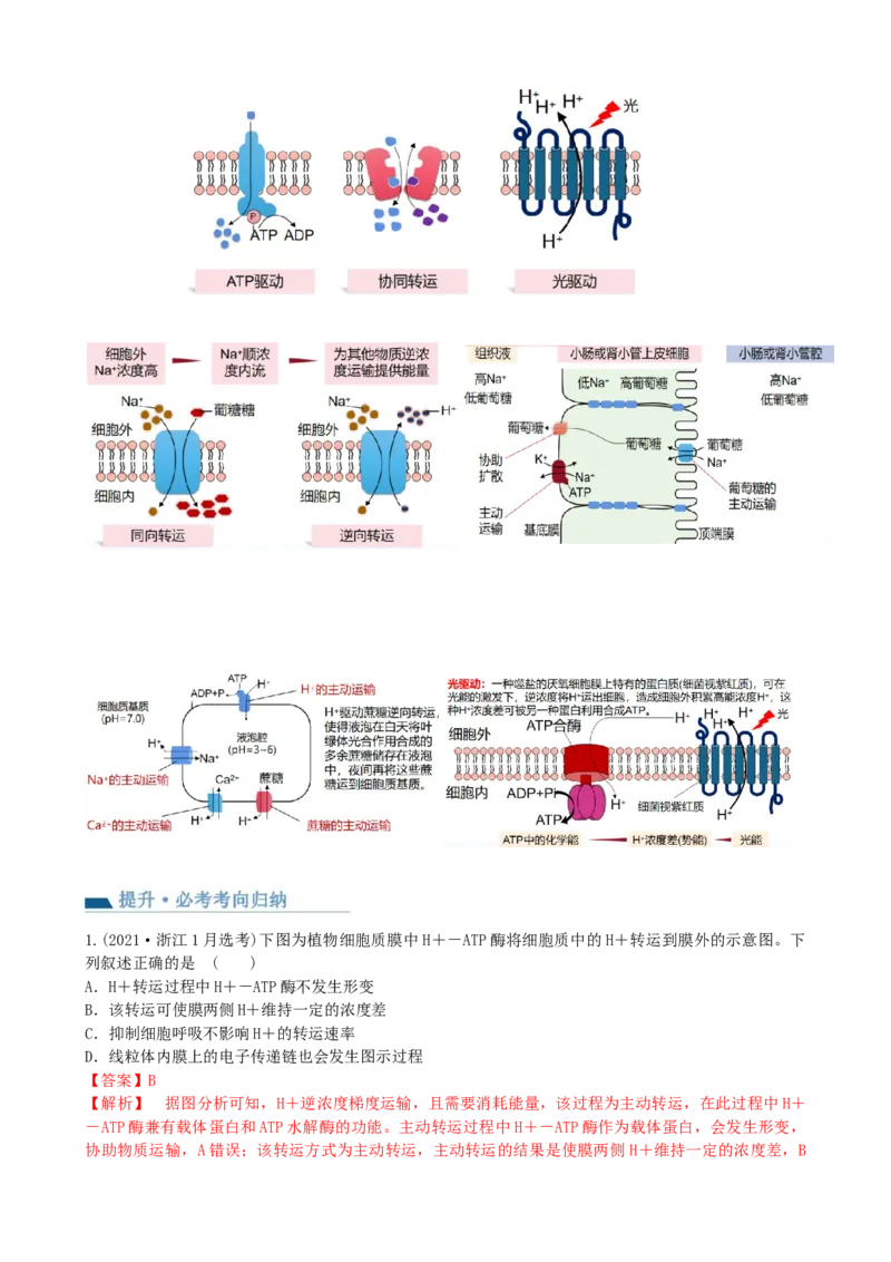 第7讲物质运输（讲义）（教师版）_2024年新高考资料_1.2024一轮复习_2024年高考生物一轮复习讲练测（新教材新高考）