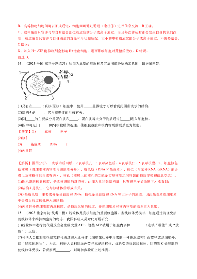 第5讲细胞膜和细胞核（练习）（解析版）_2024年新高考资料_1.2024一轮复习_2024年高考生物一轮复习讲练测（新教材新高考）