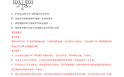 专题02物质进出细胞、酶和ATP-2021年高考真题和模拟题生物分项汇编（解析版）_新高考复习资料_2022年新高考复习资料_2021年高考真题和模拟题生物分项汇编7.30更新