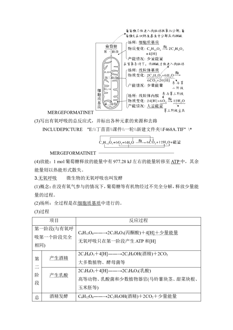 第8讲细胞呼吸_2024年新高考资料_1.2024一轮复习_2024年高考生物一轮复习讲义（新人教版）_另附1套Word版题库_必修1_第三单元细胞的能量供应和利用
