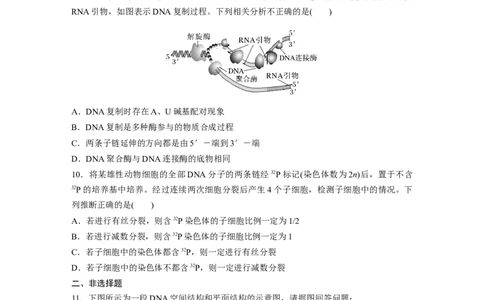 第6单元　课时练2　DNA的结构与复制_2024年新高考资料_1.2024一轮复习_2024年高考生物一轮复习讲义（新人教版）_学生版在此文件夹_一轮复习69练_第六单元　遗传的物质基础