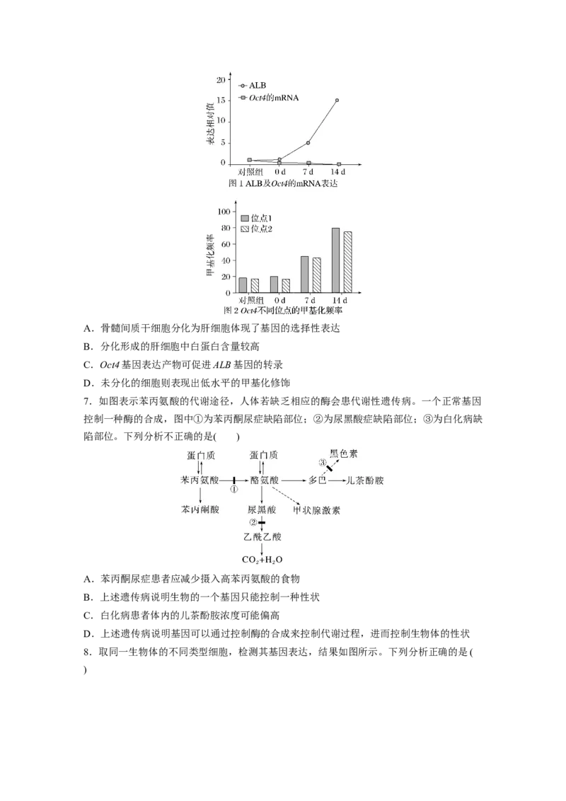 第6单元　课时练4　基因表达与性状的关系_2024年新高考资料_1.2024一轮复习_2024年高考生物一轮复习讲义（新人教版）_学生版在此文件夹_一轮复习69练_第六单元　遗传的物质基础