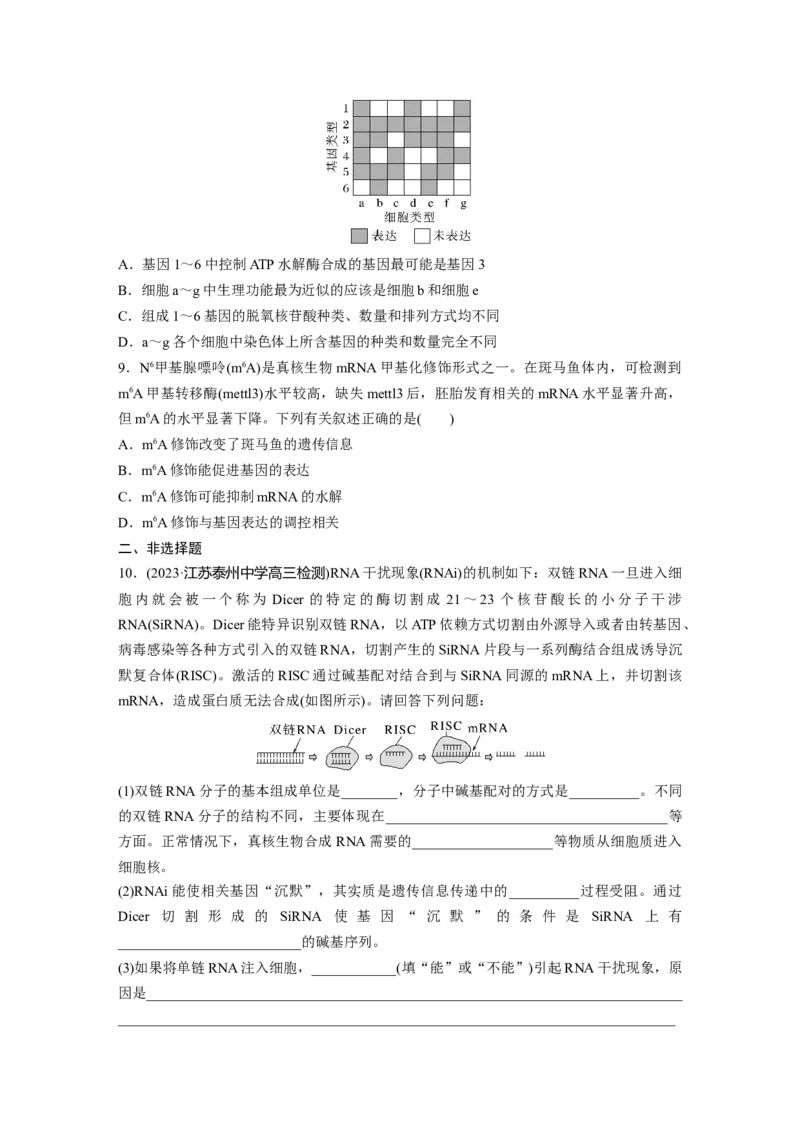 第6单元　课时练4　基因表达与性状的关系_2024年新高考资料_1.2024一轮复习_2024年高考生物一轮复习讲义（新人教版）_学生版在此文件夹_一轮复习69练_第六单元　遗传的物质基础