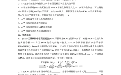 第6单元　课时练4　基因表达与性状的关系_2024年新高考资料_1.2024一轮复习_2024年高考生物一轮复习讲义（新人教版）_学生版在此文件夹_一轮复习69练_第六单元　遗传的物质基础