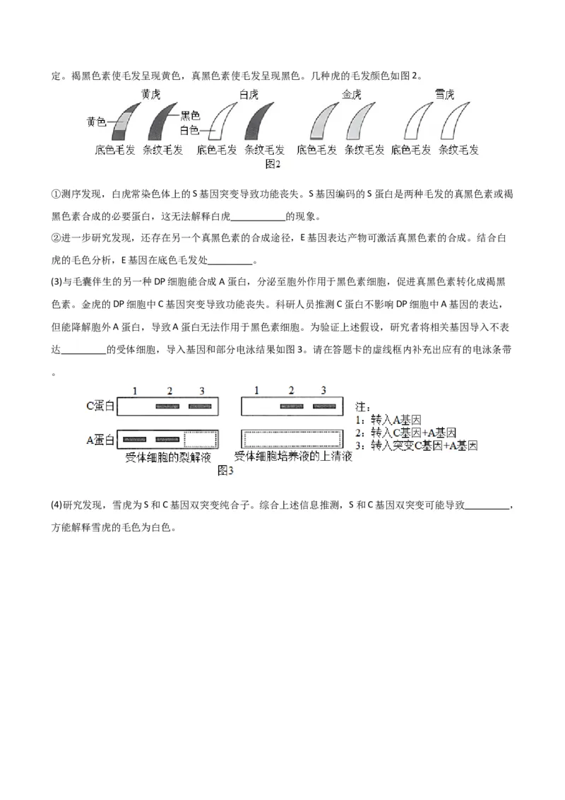 黄金卷02（考试版）-赢在高考&middot;黄金8卷备战2024年高考生物模拟卷（北京专用）_2024年新高考资料_4.2024高考模拟预测试卷