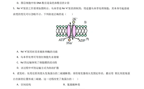 黄金卷02（考试版）-赢在高考&middot;黄金8卷备战2024年高考生物模拟卷（北京专用）_2024年新高考资料_4.2024高考模拟预测试卷