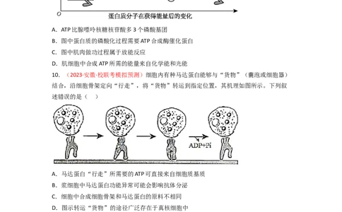 专题03酶与ATP（原卷版）_新高考复习资料_2024年新高考复习资料_一轮复习资料_完备战2024年高考生物一轮复习重难点突破讲解与训练（新教材）_专题03酶与ATP