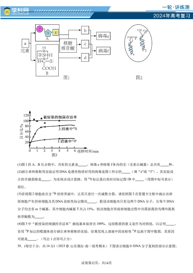 第六单元遗传的物质基础（测试）（原卷版）_2024年新高考资料_1.2024一轮复习_2024年高考生物一轮复习讲练测（新教材新高考）