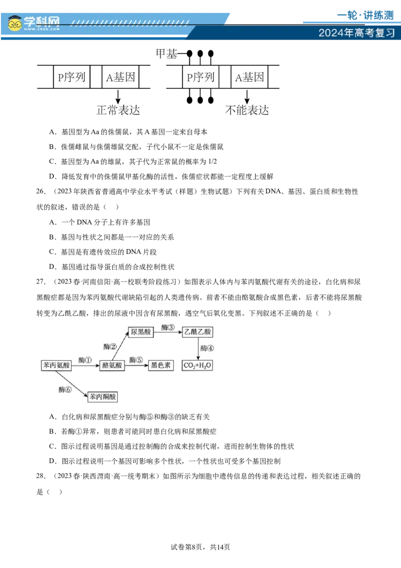 第六单元遗传的物质基础（测试）（原卷版）_2024年新高考资料_1.2024一轮复习_2024年高考生物一轮复习讲练测（新教材新高考）