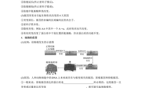 第7单元　第1课时　基因突变与基因重组_2024年新高考资料_1.2024一轮复习_2024年高考生物一轮复习讲义（新人教版）_学生版在此文件夹_大一轮复习讲义_第七单元　生物的变异和进化