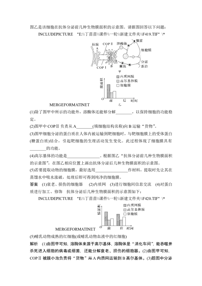 第5讲细胞器之间的分工合作_2024年新高考资料_1.2024一轮复习_2024年高考生物一轮复习讲义（新人教版）_另附1套Word版题库_必修1_第二单元细胞的基本结构与物质运输