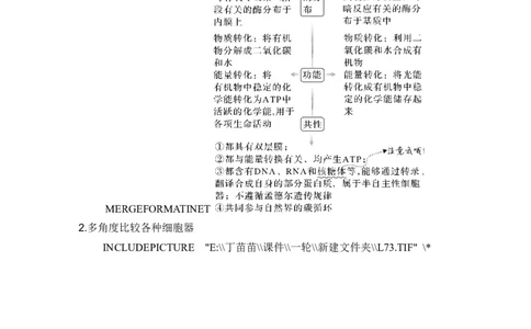 第5讲细胞器之间的分工合作_2024年新高考资料_1.2024一轮复习_2024年高考生物一轮复习讲义（新人教版）_另附1套Word版题库_必修1_第二单元细胞的基本结构与物质运输