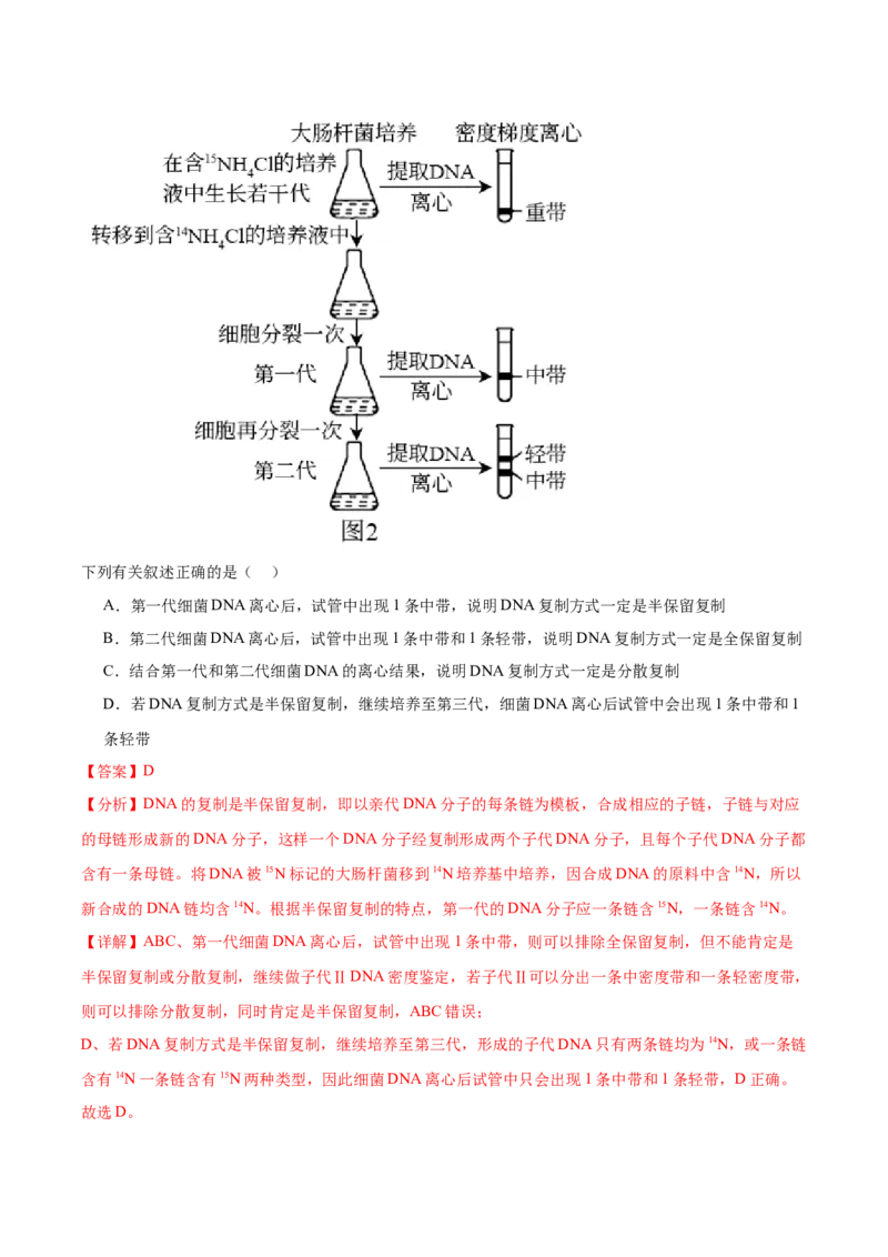 考点通关卷21DNA分子的结构、复制与基因的本质（解析版）_2024年新高考资料_1.2024一轮复习_2024年高考生物一轮复习考点通关卷（新高考通用）