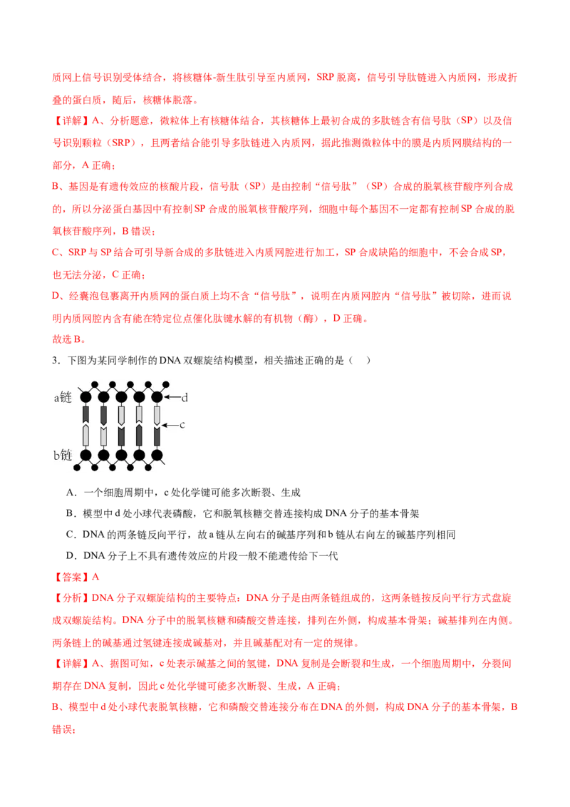 考点通关卷21DNA分子的结构、复制与基因的本质（解析版）_2024年新高考资料_1.2024一轮复习_2024年高考生物一轮复习考点通关卷（新高考通用）