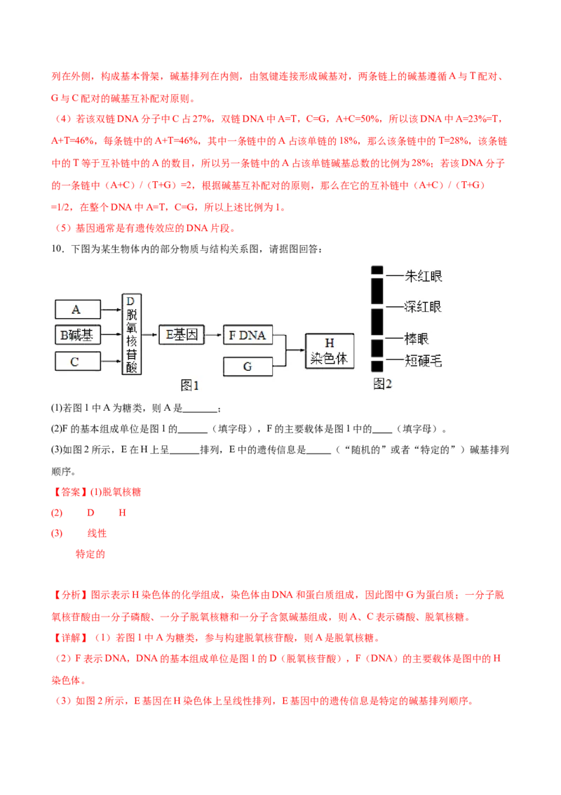 考点通关卷21DNA分子的结构、复制与基因的本质（解析版）_2024年新高考资料_1.2024一轮复习_2024年高考生物一轮复习考点通关卷（新高考通用）