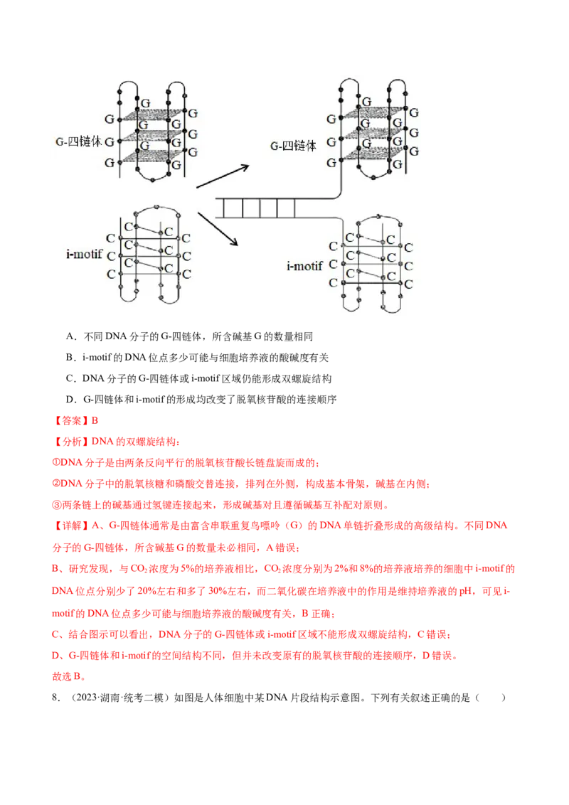 考点通关卷21DNA分子的结构、复制与基因的本质（解析版）_2024年新高考资料_1.2024一轮复习_2024年高考生物一轮复习考点通关卷（新高考通用）