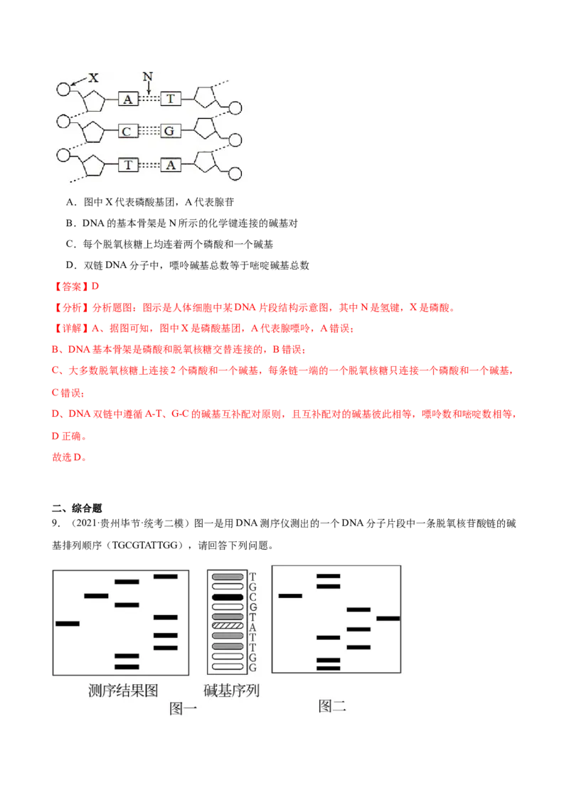 考点通关卷21DNA分子的结构、复制与基因的本质（解析版）_2024年新高考资料_1.2024一轮复习_2024年高考生物一轮复习考点通关卷（新高考通用）