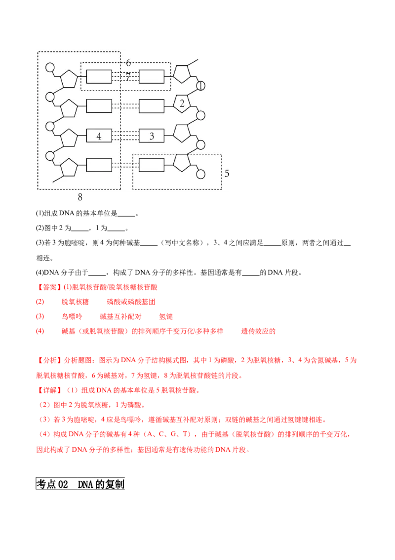 考点通关卷21DNA分子的结构、复制与基因的本质（解析版）_2024年新高考资料_1.2024一轮复习_2024年高考生物一轮复习考点通关卷（新高考通用）