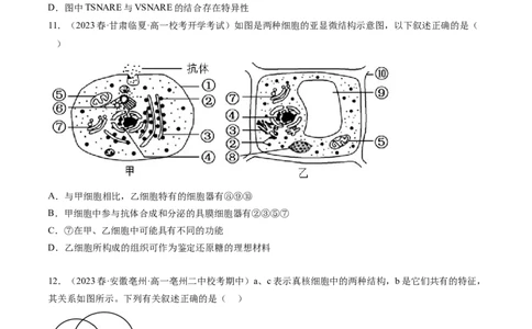 第6讲细胞质和生物膜系统（练习）（原卷版）_2024年新高考资料_1.2024一轮复习_2024年高考生物一轮复习讲练测（新教材新高考）